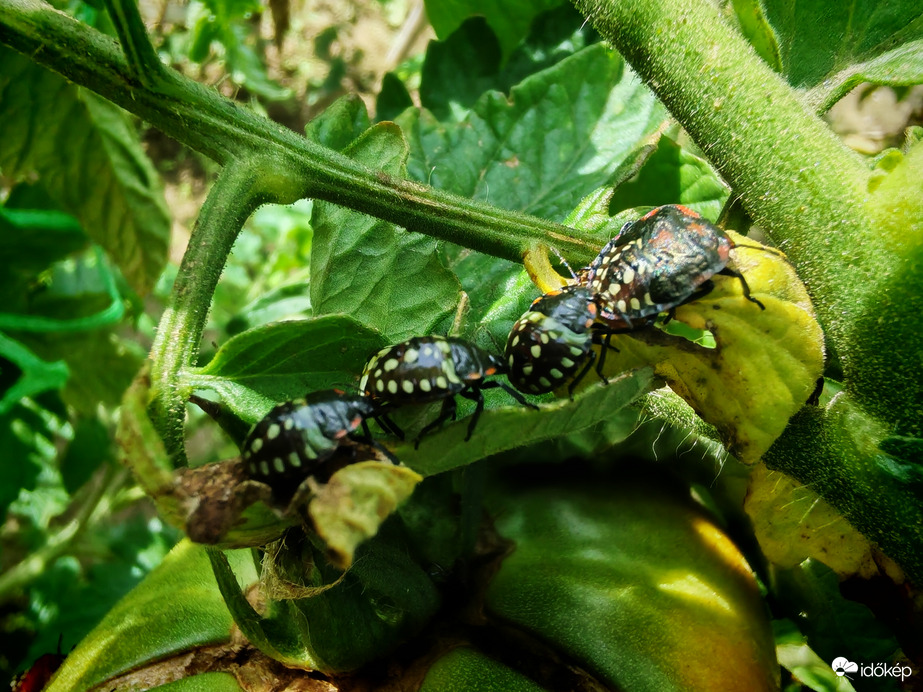 Sorakozó