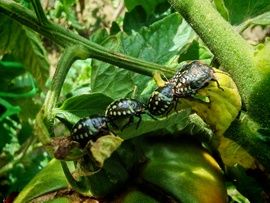 Sorakozó