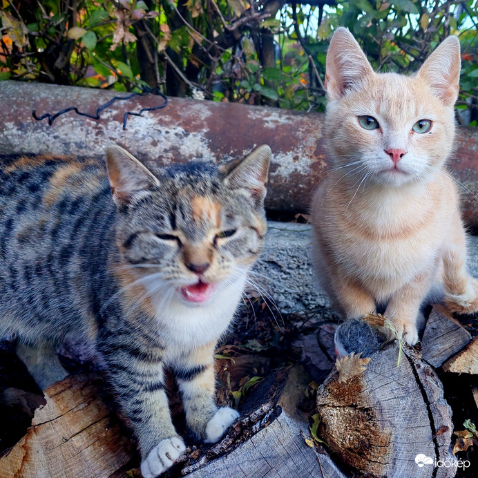 Közkívánatra! Cirmi és Zsömi. Szerintem Cirmi unta a dolgot. 