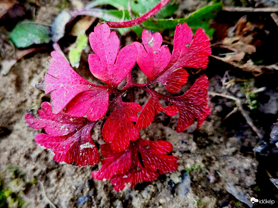 Nehézszagú gólyaorr. 
