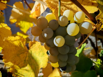 Nini, mit találtam..? 