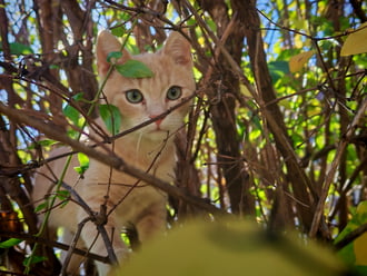 Az álcázás nagy mestere. 