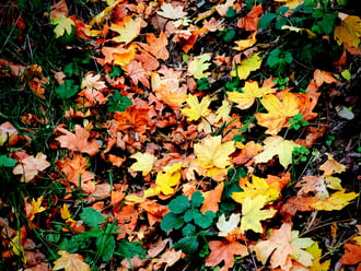 Pazar levél szőnyeg