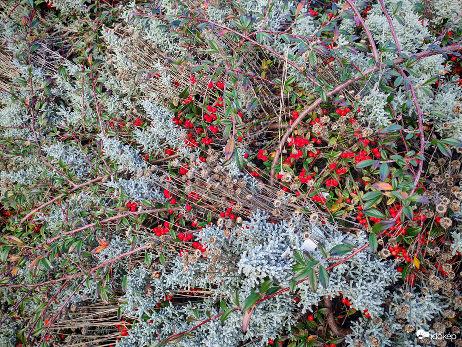 A karácsony színei. 