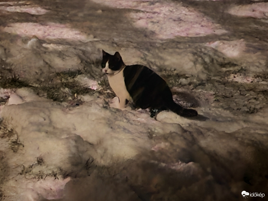 Petőfi cica-BÚÉK. 