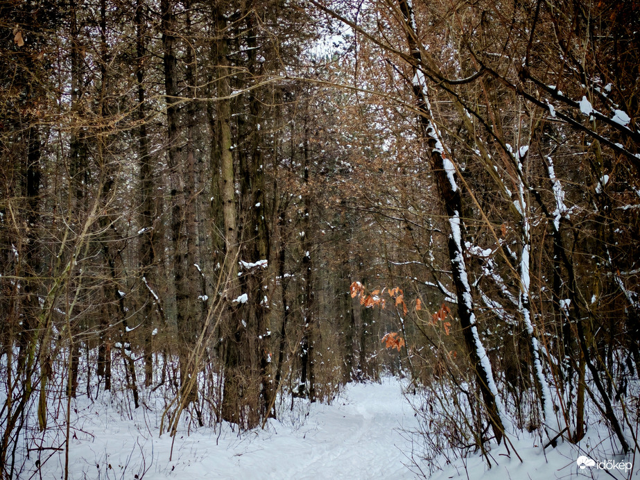 Az erdő csendjében. 