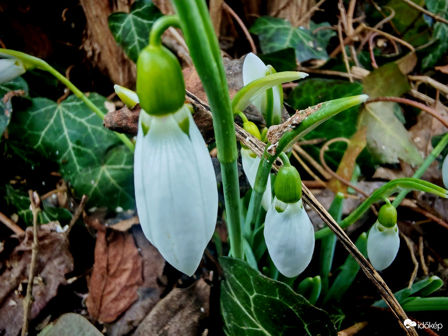 Pici, kicsi, nagyobb. 