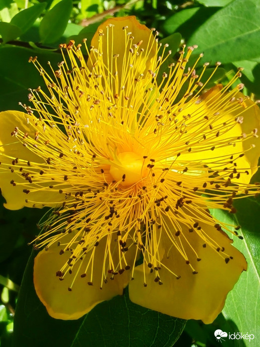 Pompa