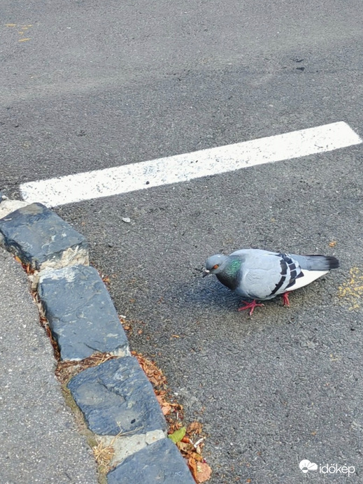 Még egy lépés, és fent vagyok a padkán. 