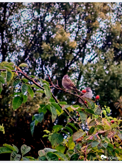 Pihenés. 