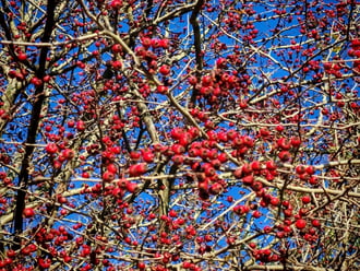 Van eleség bőven... 