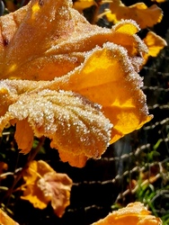 Cukorral megszórva... 