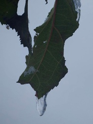 Megtépázva, megfagyva. 