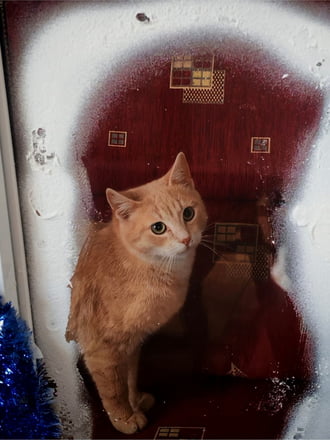 Boldog Karácsonyt Kíván, Zsömi és Én. 