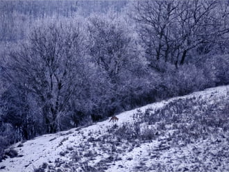 Mini Karak vadászik. 