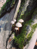 Gombacsalád