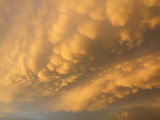 mammatus