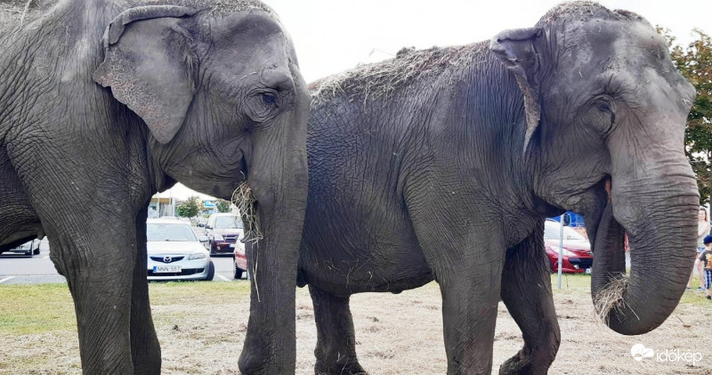 Békéscsaba-Elefántok