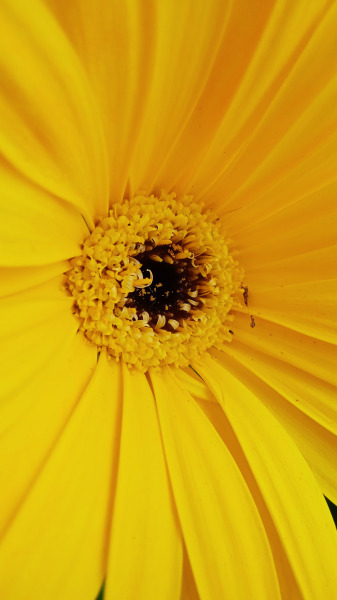 Gerbera