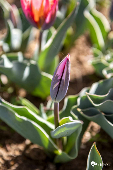 Badacsonytomaj tulipánkert