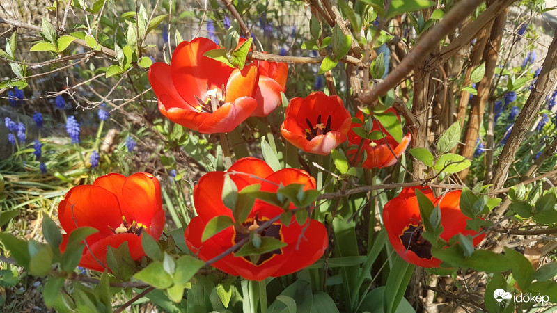 Tulipánok
