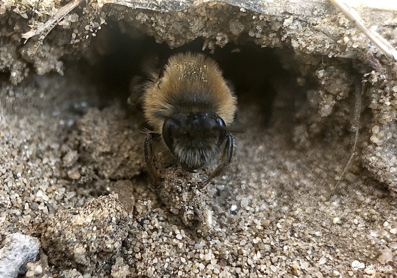 Földi Méhecske Jön ki a Lyukból