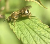 Méhecske a Levélen