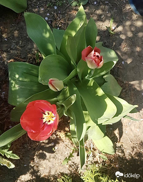 Ébredező Tulipán