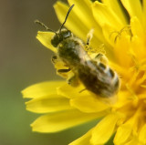 Méhecske a Pitypangon