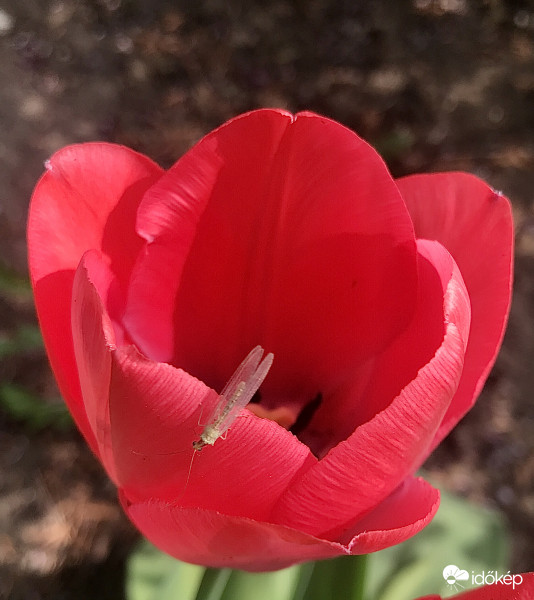 Tulipán