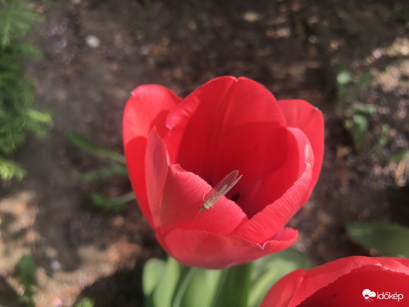 Tulipán