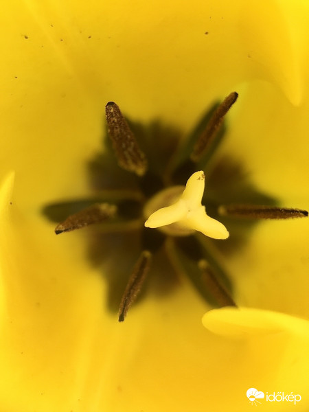 Sárga Tulipán Belülről