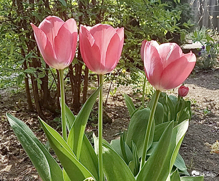 Tulipánok