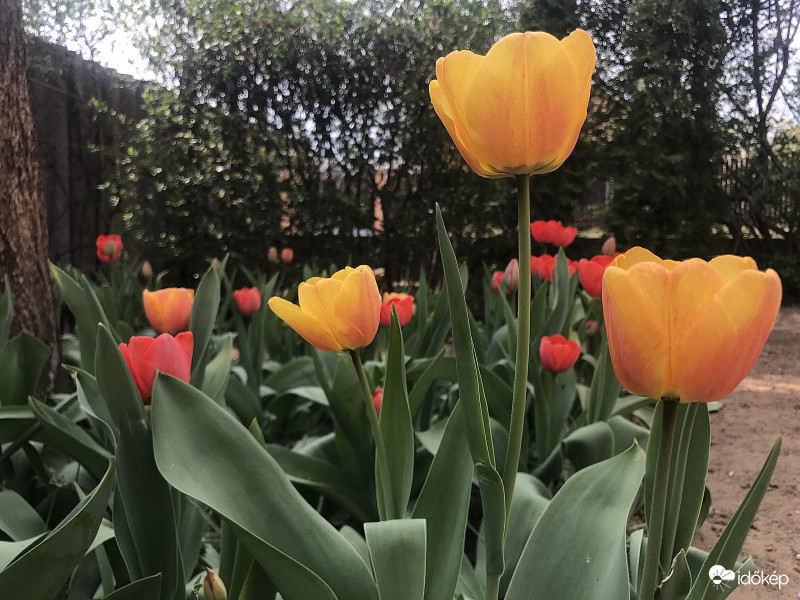 Tulipánok
