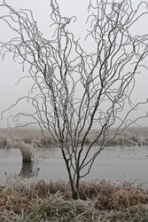Deres ág-bogak