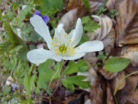 Anemone