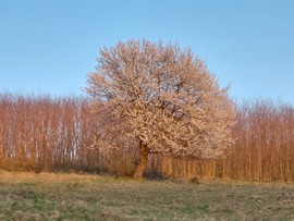 Lemenő nap fényében