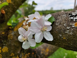 Almafa virága 