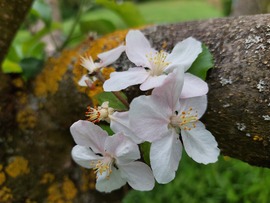 Almafa virága 