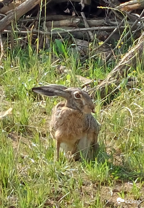 Cikkére:)
