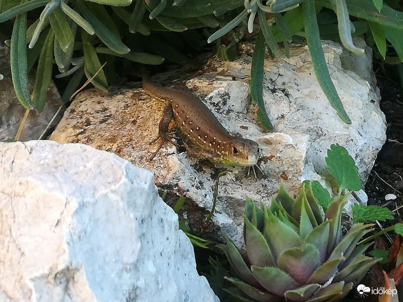 "Kissárkány" napozás közben 