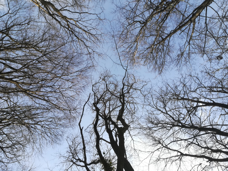 "Nem erdő az erdő, hogyha nincsen fája..." 