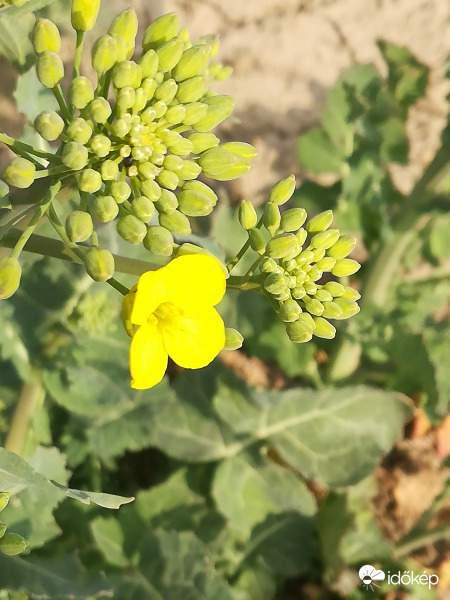 Idei első repcevirág