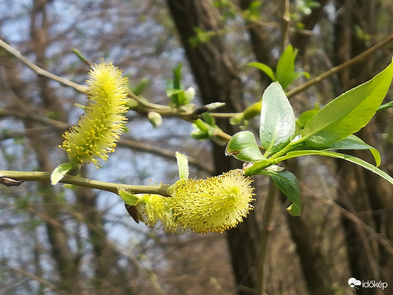 Indul az allergiaszezon 