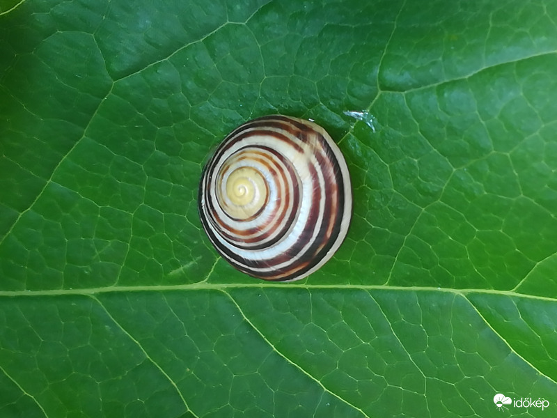 Tulipánfa levelén hűsölni jó