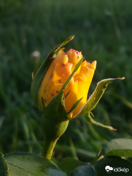 Emeraude D'Or