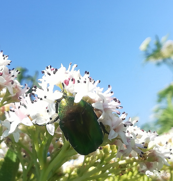 Emerald 