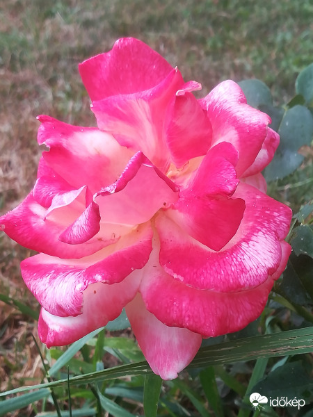 Emeraude D'Or
