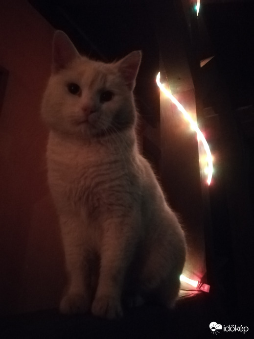 Christmas cat 