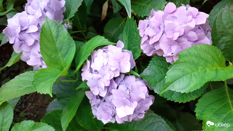 Lila hortenzia